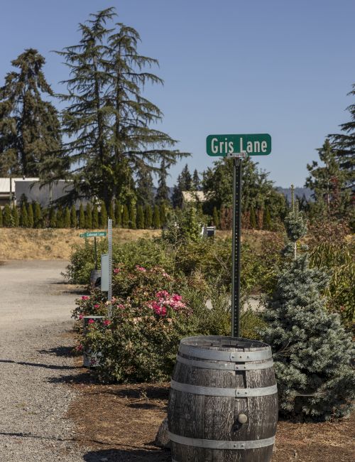 &ldquo;Gris Lane&rdquo; sign in a landscaped vineyard, with flowers, tall evergreens, and a wooden barrel in the foreground.