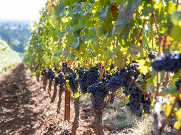 A vineyard with rows of lush green grapevines, laden with clusters of ripe, dark grapes, stretches into the distance under a clear sky.