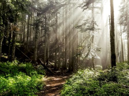 A sunlit forest with tall trees, dense foliage, and sunbeams filtering through the branches, creating a serene, tranquil atmosphere.
