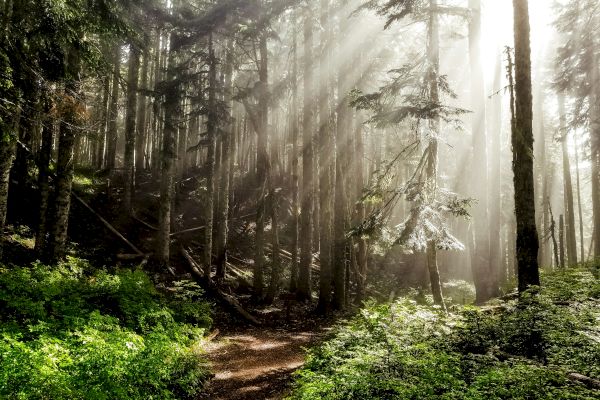 A sunlit forest with tall trees, dense foliage, and sunbeams filtering through the branches, creating a serene, tranquil atmosphere.