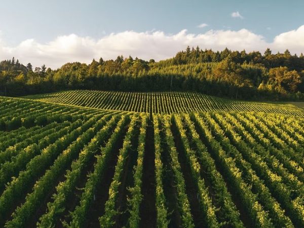A vineyard with rows of lush green grapevines stretches across rolling hills under a blue sky, surrounded by trees.