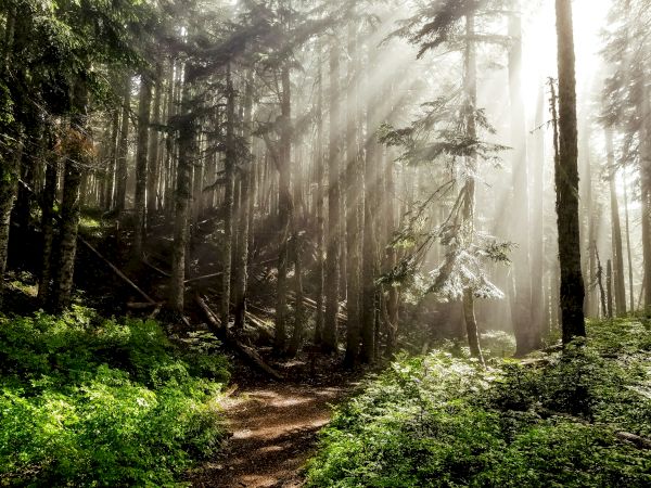 A sunlit forest scene with tall trees, sunlight streaming through the branches, and a lush green ground cover enhancing its beauty.
