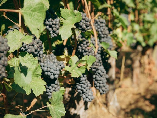 The image shows a vineyard with clusters of ripe grapes hanging from vines, surrounded by green leaves in a sunny setting.