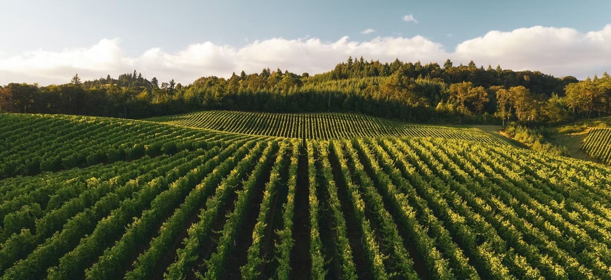 A vineyard with neatly aligned rows of grapevines stretches across rolling hills, under a sky dotted with clouds and bordered by a forest.