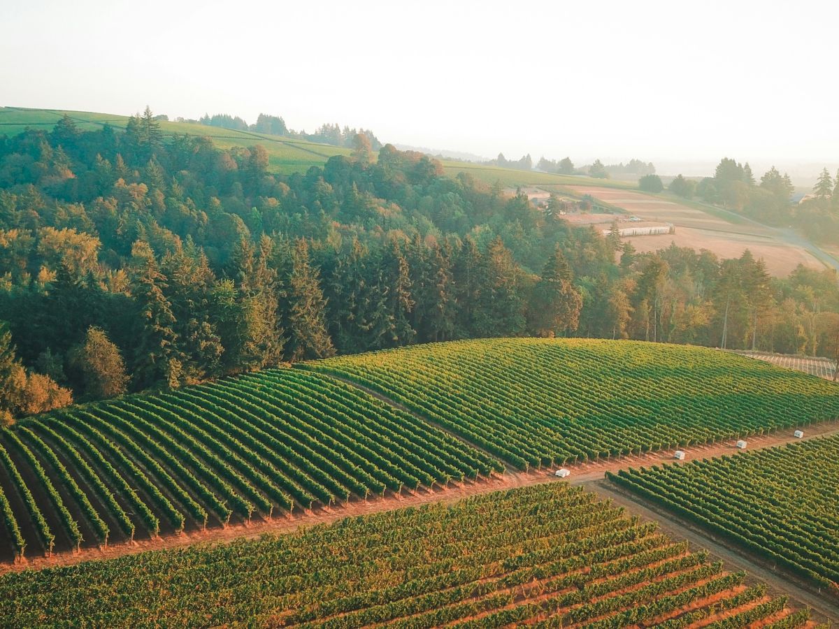 The image shows a vineyard with rows of grapevines, surrounded by trees and hills under a clear sky.