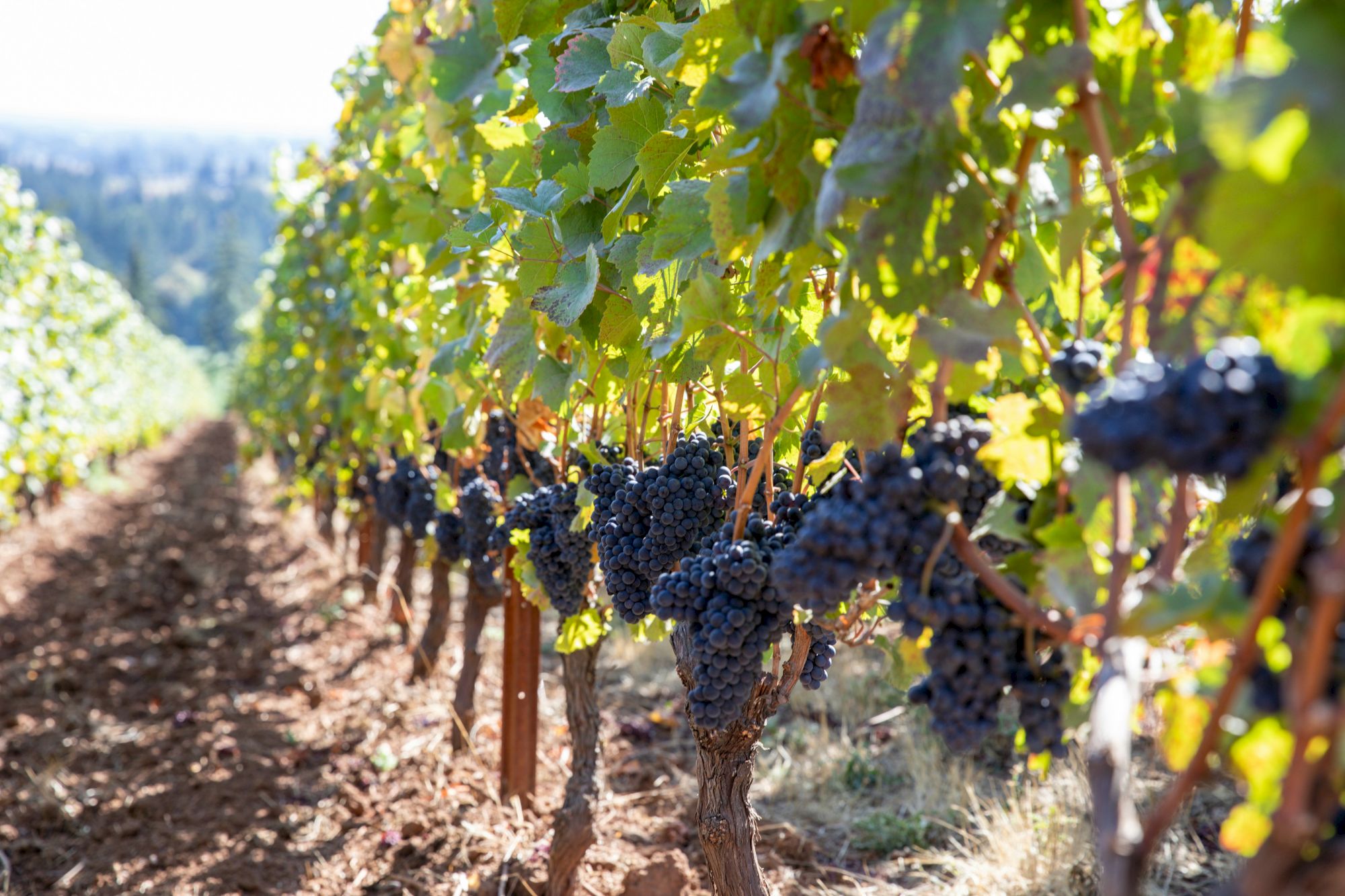 The image shows a vineyard with rows of grapevines laden with ripe, dark grapes under sunlight. The ground is brown and appears to be soil.