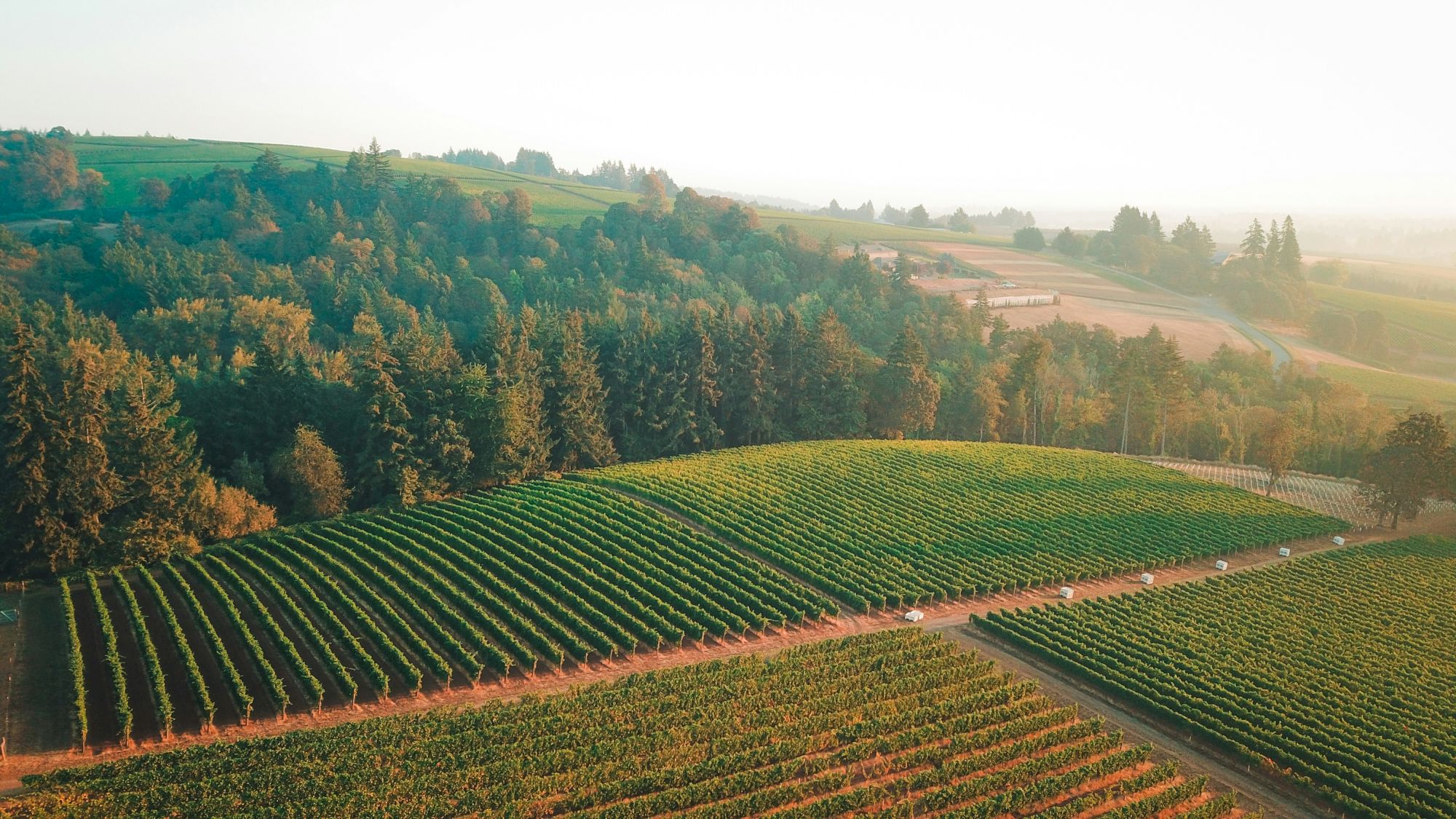 Aerial view of a lush vineyard with neatly aligned rows, surrounded by dense forest under a clear sky, capturing serene rural beauty.