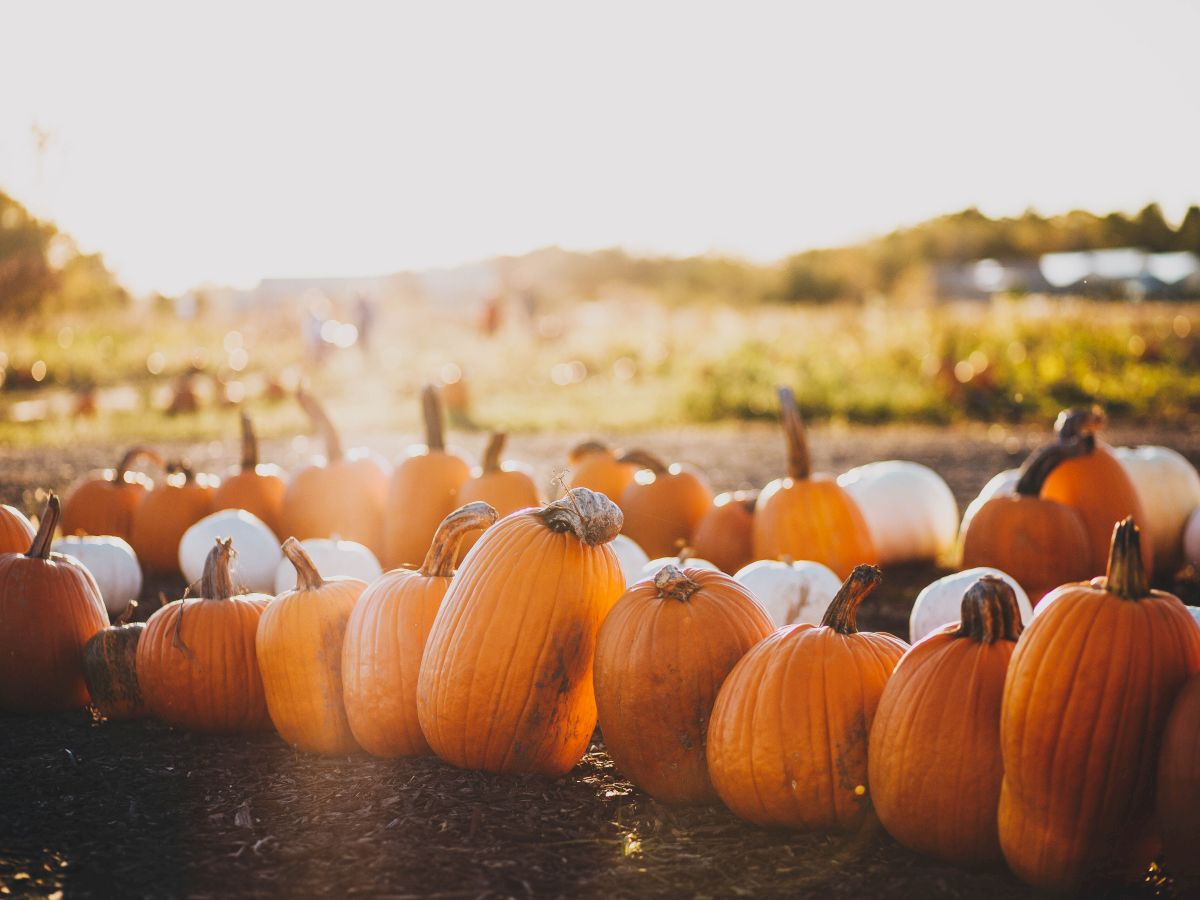 A group of pumpkins sits on the ground in a field, with sunlight shining through, creating a warm, autumn atmosphere.