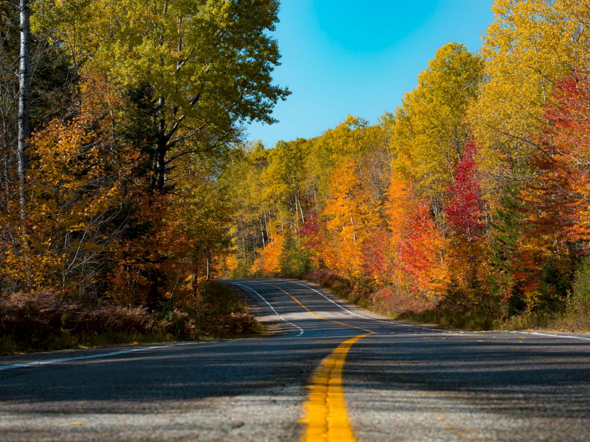 A winding road lined with trees displaying vibrant autumn colors under a clear blue sky.