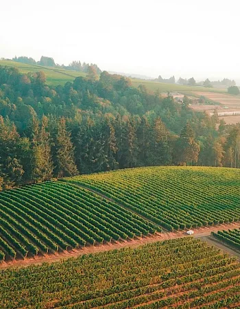 Aerial view of rolling green hills with vast vineyard rows and a winding road at sunrise, surrounded by autumn trees.