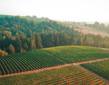 Rolling green hills covered in vineyards at sunrise, with rows of grapevines and a winding country road through the countryside.