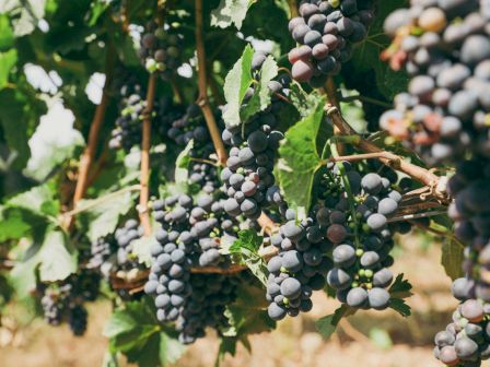 Clusters of dark blue grapes hanging on vine in a sunny vineyard, ready for harvest.