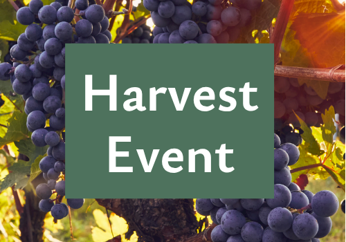Grapes on a vine with a &ldquo;Harvest Event&rdquo; sign in the center, celebrating the harvest season.