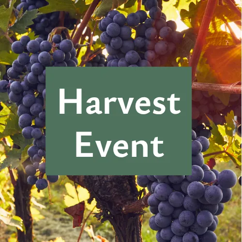 A bunch of purple grapes on a vine with the text “Harvest Event” on top.